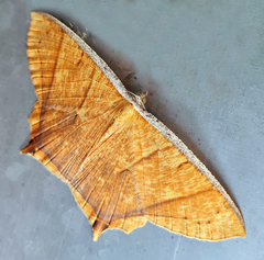 Thinopteryx crocoptera