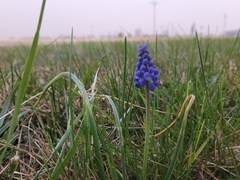 Muscari armeniacum