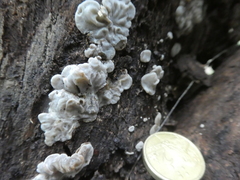 Auricularia mesenterica