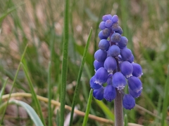 Muscari armeniacum