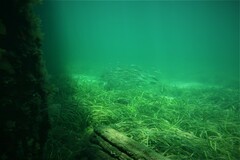 Helotes octolineatus