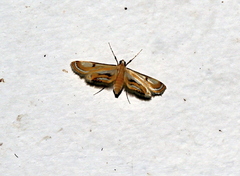 Tetrernia teminitis