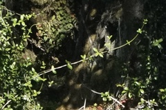 Alyxia stellata