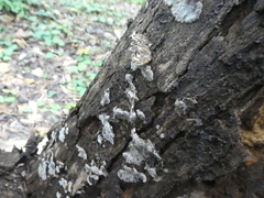 Auricularia mesenterica