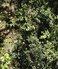 Alyxia stellata