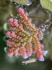 Azolla pinnata