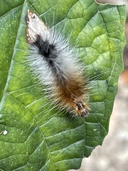 Spilarctia subcarnea