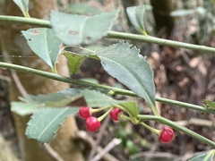 Ardisia cornudentata morrisonensis