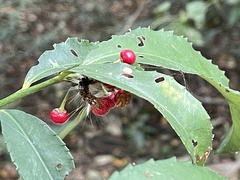 Ardisia cornudentata morrisonensis
