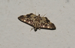 Chabula acamasalis