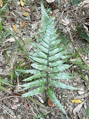 Microlepia marginata bipinnata