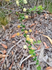 Acacia mitchellii