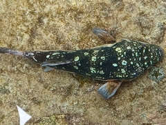 Amblyrhynchote honckenii