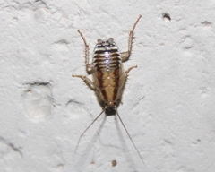 Blattella vaga