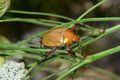 Anoplognathus olivieri