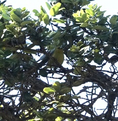 Chlorodrepanis virens