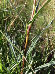 Podolepis linearifolia