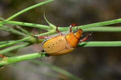 Anoplognathus olivieri