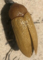 Julodimorpha bakewelli