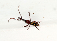 Ectocemus decemmaculatus