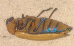 Julodimorpha bakewelli