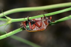 Anoplognathus olivieri