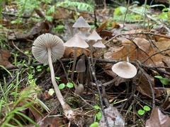 Mycena robusta