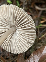 Mycena robusta