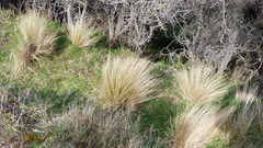 Festuca novae-zelandiae