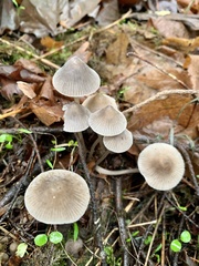 Mycena robusta