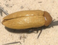 Julodimorpha bakewelli
