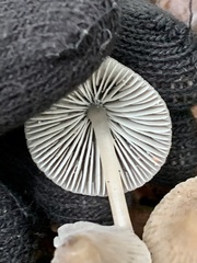 Mycena robusta