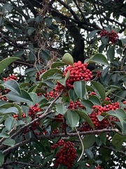 Ilex rotunda