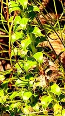 Cullumia setosa