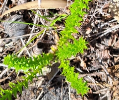 Cullumia setosa