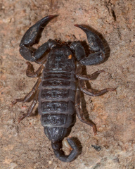 Hormurus