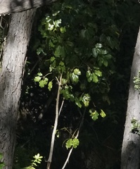 Cheirodendron trigynum