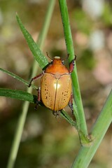 Anoplognathus olivieri
