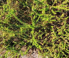 Cullumia setosa