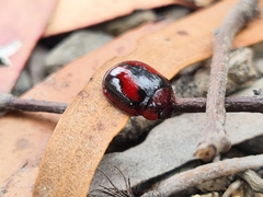 Paropsisterna erudita