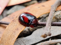 Paropsisterna erudita