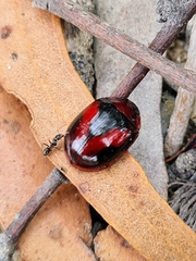 Paropsisterna erudita