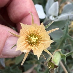 Mentzelia hirsutissima