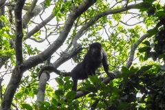 Alouatta belzebul