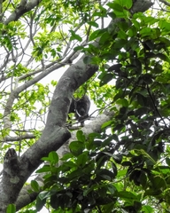 Alouatta belzebul