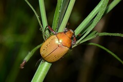 Anoplognathus olivieri