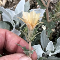 Mentzelia hirsutissima