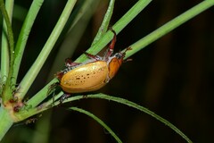 Anoplognathus olivieri