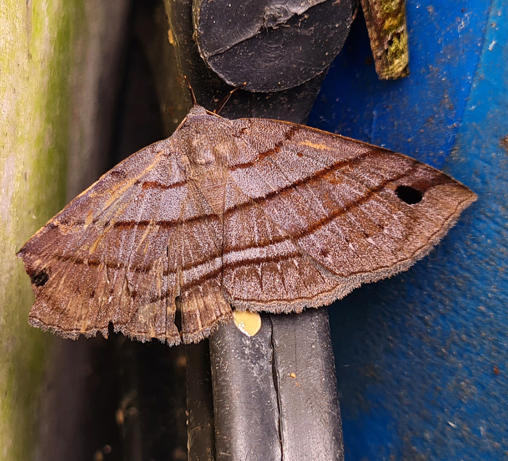 Eurogramma obliquilineata