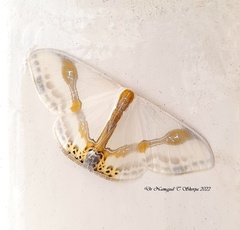 Macrocilix mysticata